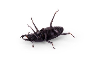 Lucanus cervus stag beetle isolated on white