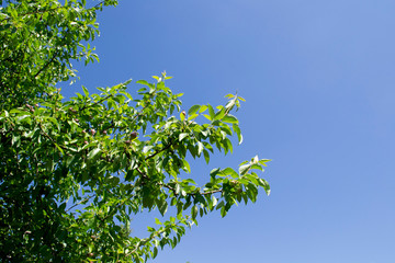 pear tree on sky background