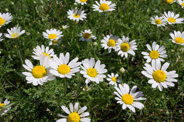 Fototapeta premium lawn with white wild daisies
