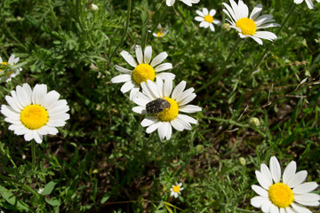 field chamomile and beetle on top
