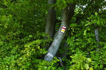 Tourist trail mark on a tree in a forest in Czech republic. Yellow, red and white color.