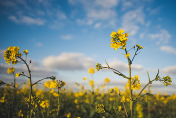 field of yellow flowers