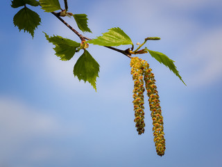 Die blühenden Kätzchen der Birke. Diese enthalten die Allergien verursachenden Pollen.
