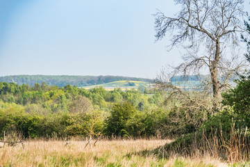 landscape with trees and blue sky