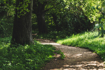 Obraz premium path in the forest