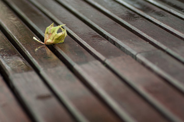 closeup of maple leaf on wooden bench