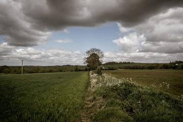 landscape with wheat field and blue sky