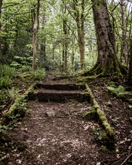 path in the forest