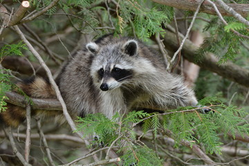 Raccoon trying to steal bird feed