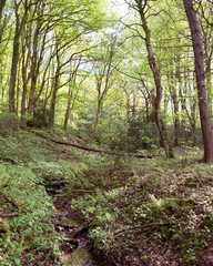 Obraz premium path in the forest
