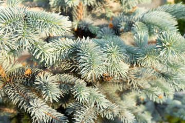 Blue spruce wallpaper background