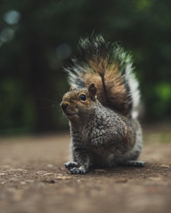 Squirrel in the park