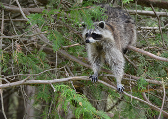 Raccoon trying to steal bird feed