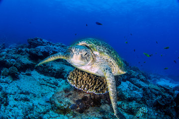 Fototapeta na wymiar A beautiful turtle close up in crystal clear water 