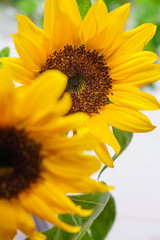 Obraz premium 夏イメージ ひまわりの花