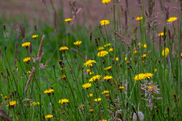 A field of dandelion flowers. Captured at the Andean mountains of central Colombia.