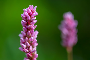 Macro photography of a beautiful smartweed flower, captured at the Andean mountains of central Colombia.
