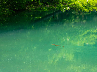 五色沼を泳ぐヘビ