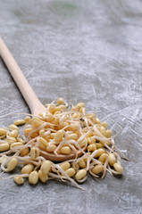 Fresh sprouts of bean seeds.