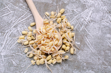 Fresh sprouts of bean seeds.