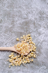 Fresh sprouts of bean seeds.