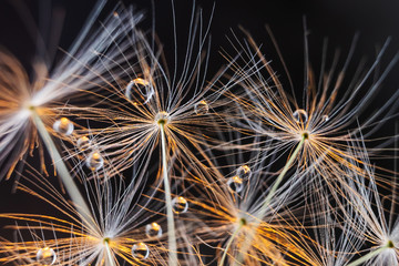 Fototapeta premium Bright summer background: dandelion seeds close-up on a dark background with beautiful backlighting. Minimalism, macro, fragility. Water drops.
