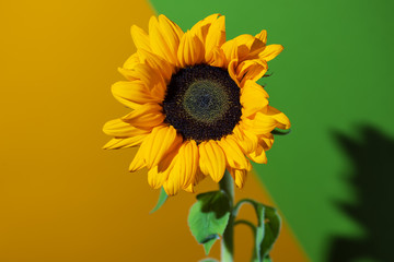 a bright Sunny sunflower with dew drops on yellow petals on colored background