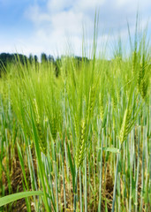 Feld mit frischen Weizen, grün nicht reif, wunderschöne Landschaft