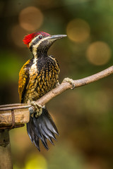 The Woodpecker