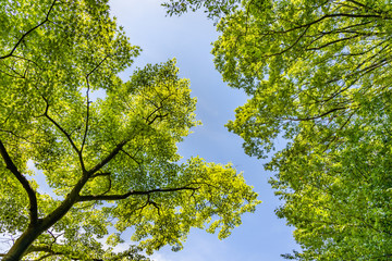 瑞々しい新緑の木