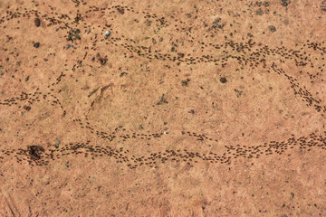 Many small termite swarms are migrating on the sand.