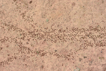 Many small termite swarms are migrating on the sand.