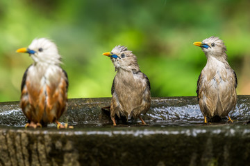 The three musketeers
