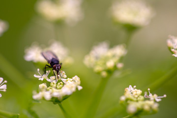 Macro photography of a fly feeding on a poison hemlock flower. Captured at the Andean mountains of central Colombia.