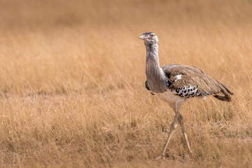 The Lone Walker in the wild