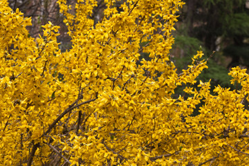Flowering yellow Forsythia bushes in the garden