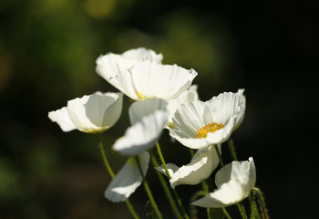 White poppies on dark background close up