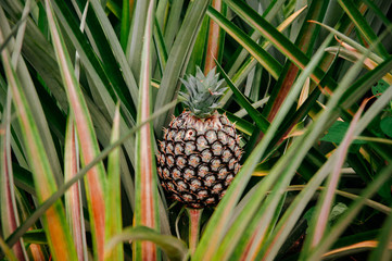 Obraz premium Fresh pineapple on its bush with lush green leaves background