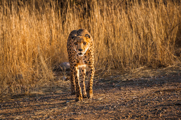 Gepard in der Savanne , Namibia © k.u.r.t.