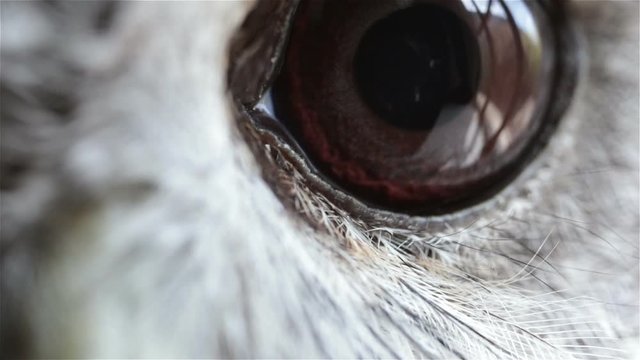 Extreme close up of tawny owl rapacious bird eye
