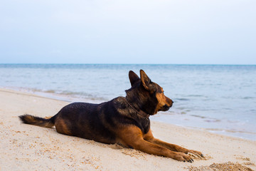 Happy dog relaxing on the beach. Sea and summer concept