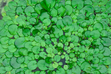 Green lotus leaf on the water surface