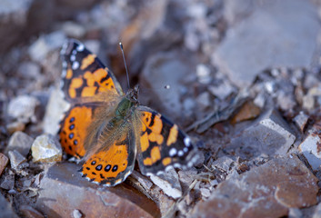 Macro photography of a West Coast lady butterfly resting on a stoned road, captured at the Andean mountains of central Colombia.