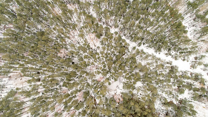 forest with fallen trees from a strong wind in winter