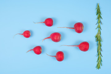 Spermatozoon swimming toward the egg isolated on blue background. Human Sperm, crimson red radish and rosemary  vegetable isolated.. New life conception