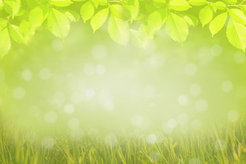 Fototapeta na wymiar Frame of green tree leaves, spring nature background
