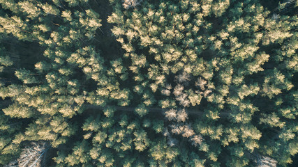spruce forest top view filmed drone