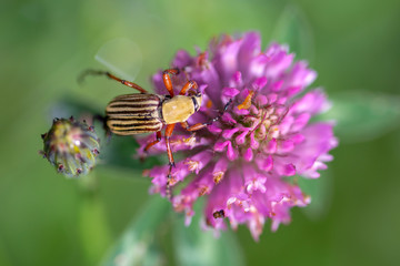 Macro photography of a striped scarab beetle feeeding on a red clover flower. Captured at the Andean mountains of central Colombia.