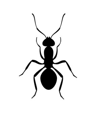 Ant black silhouette top view. Icon or insect symbol.