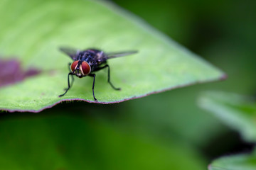 Macro photography of a stable fly standing on a green leaf. Captured at the Andean mountains of central Colombia.
